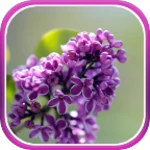 Logo of Lilac Live Wallpaper android Application 